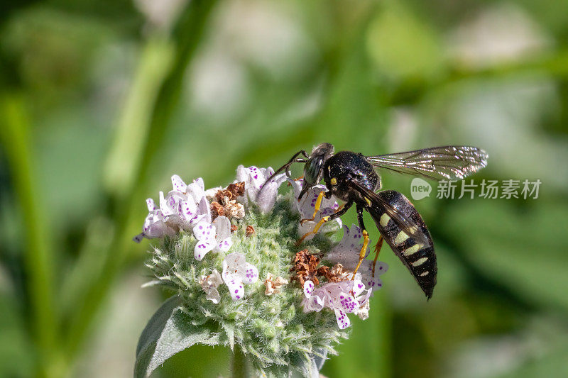 四带蝽猎蜂，(双环quadrifasciatus)，沙蜂蟹科，群集山薄荷，Pycnanthème mutique。